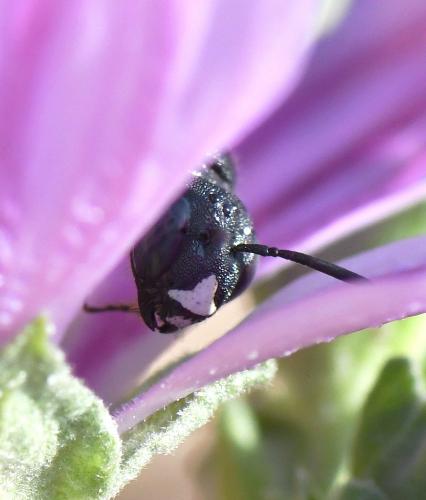Ceratina sp.